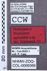 Etikett zu Megapenthes jilvensis (Schimmel, 2004)